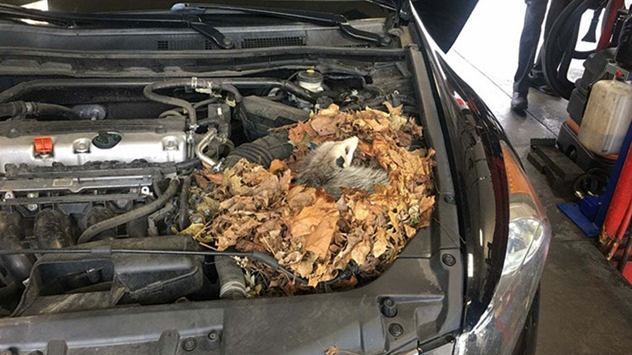 Possum - Top 10 Funny Pictures At Auto Repair Shops